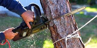 How Our Tree Care Process Works  in  St James, MD