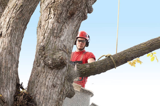 St James, MD Tree Care Company